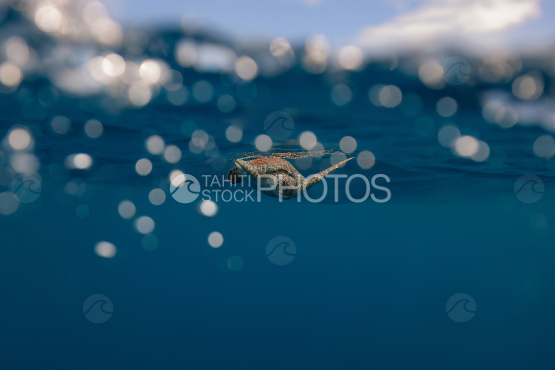 Baby Turtle, Green Turtle under the surface, Ocean, French Polynesia, Tahiti