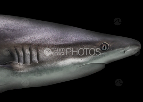Shark, Grey shark, Ocean, French Polynesia, Tahiti 