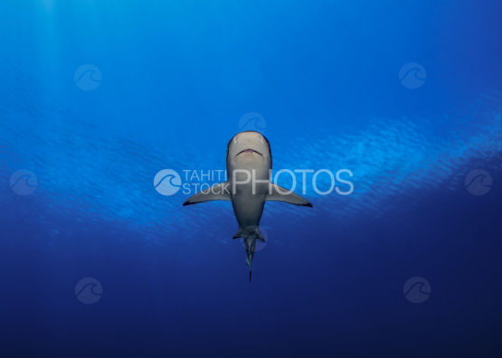 Shark, Grey shark, Ocean, French Polynesia, Tahiti