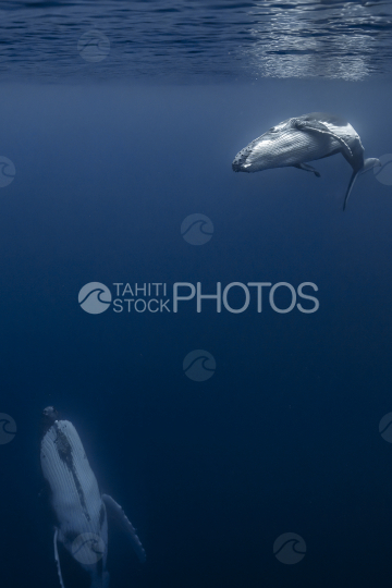 Humpback whale and calf, Ocean, French Polynesia