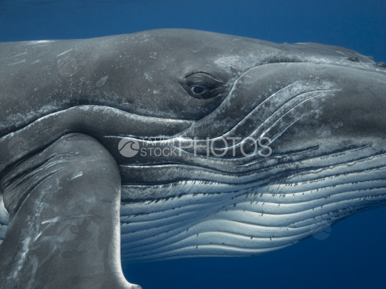 Humpback whale and calf, Ocean, French Polynesia