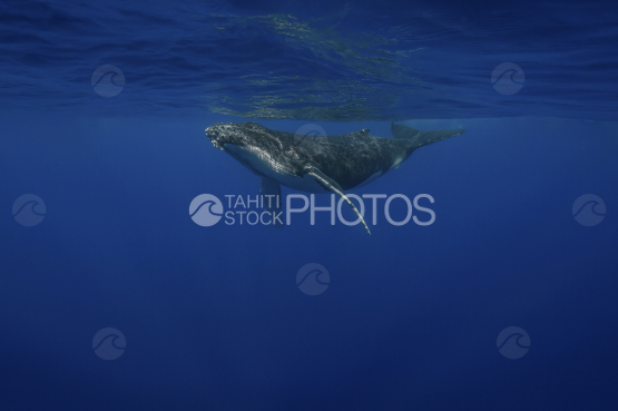 Humpback whale and calf, Ocean, French Polynesia