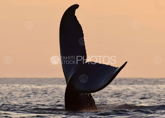 Humpback whale and calf, Ocean, French Polynesia