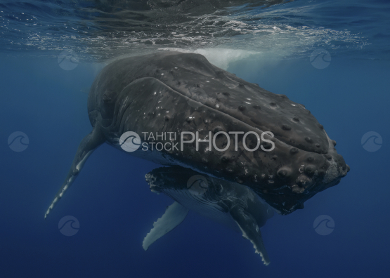 Humpback whale and calf, Ocean, French Polynesia