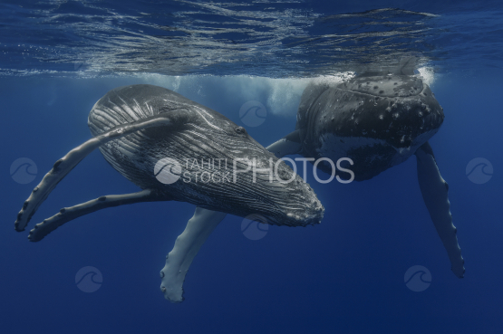 Humpback whale and calf, Ocean, French Polynesia