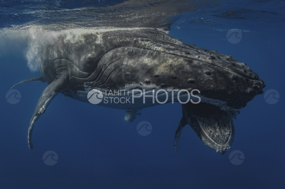 Humpback whale and calf, Ocean, French Polynesia