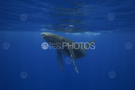 Humpback whale, calf, Ocean, French Polynesia