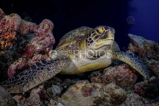 Turtle, Green Turtle, Ocean, French Polynesia, Tahiti