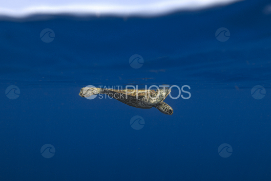 Turtle, Green Turtle, Ocean, French Polynesia, Tahiti