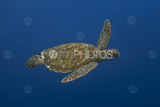 Turtle, Green Turtle, Ocean, French Polynesia, Tahiti