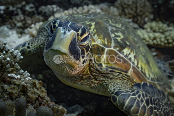 Turtle, Green Turtle, Ocean, French Polynesia, Tahiti