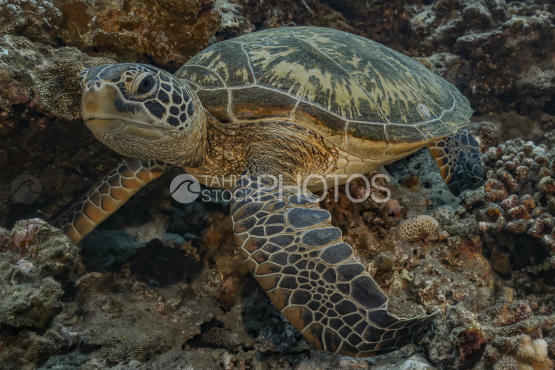 Turtle, Green Turtle, Ocean, French Polynesia, Tahiti