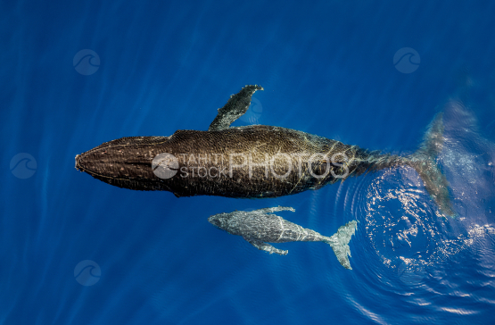 Humpback whale and calf, Ocean, French Polynesia