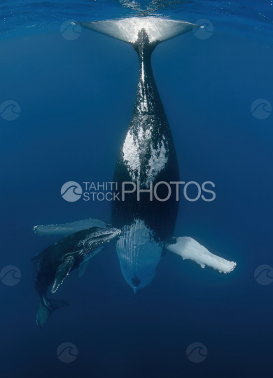 Humpback whale and calf, Ocean, French Polynesia