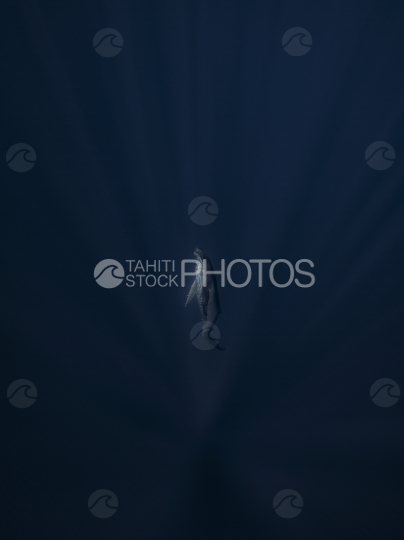 Humpback whale, Calf in deep ocean, French Polynesia