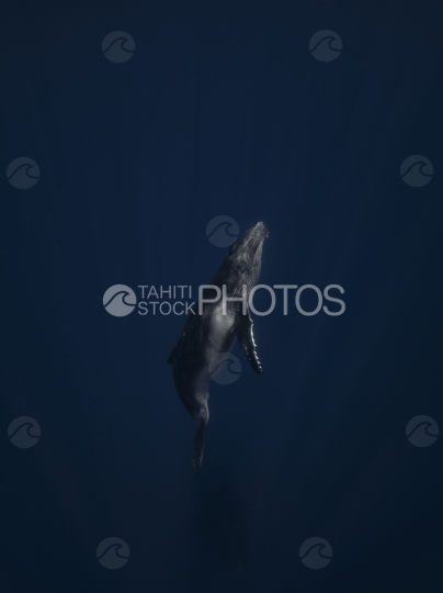 Humpback whale, calf in deep Ocean, French Polynesia
