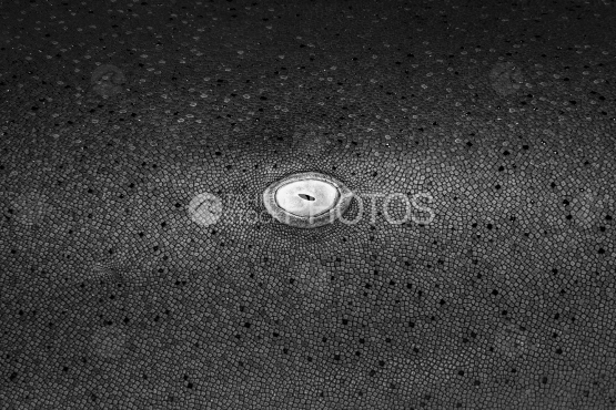 Shark, Eye of nurse shark, Ocean, French Polynesia, Macro