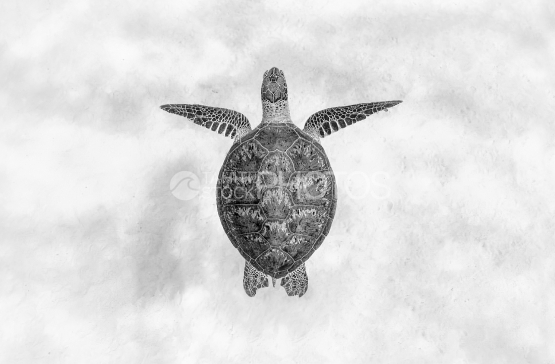 Turtle, Green Turtle, Ocean, French Polynesia, Tahiti