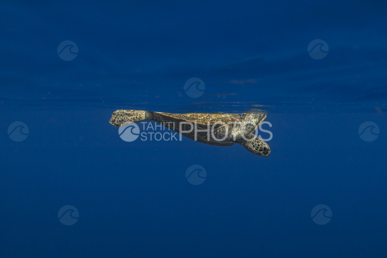 Turtle, Green Turtle, Ocean surface, French Polynesia, Tahiti