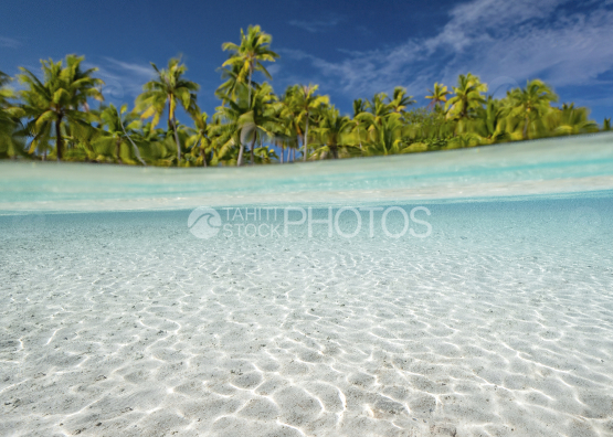 Fakarava, coconut trees in the lagoon, French Polynesia