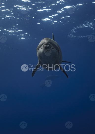 dolphin, Ocean, French Polynesia, Tahiti, Rangiroa