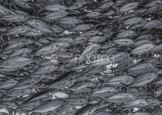 School of jacks, Ocean, French Polynesia, Tahiti,