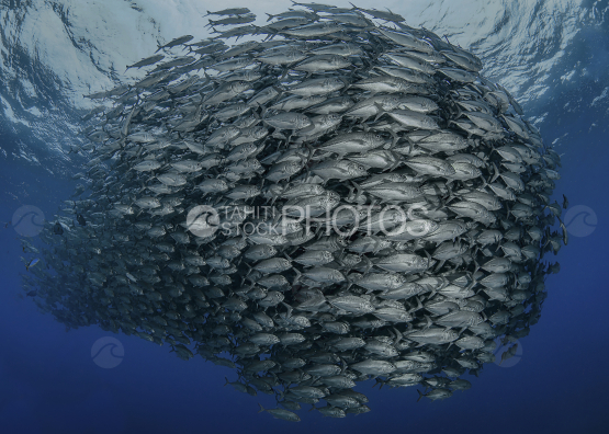 jacks schooling, Ocean, French Polynesia, Tahiti,
