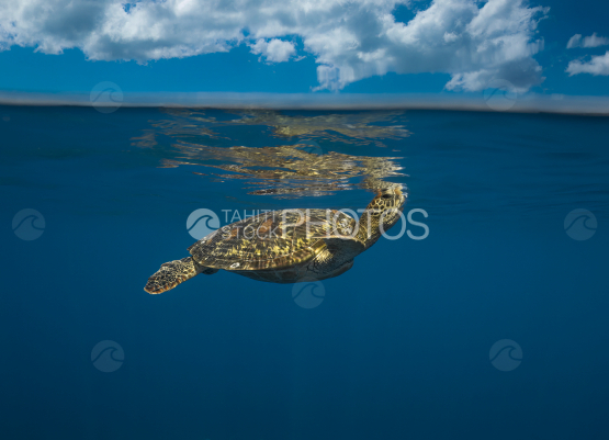 Turtle, Green Turtle under the surface, Ocean, French Polynesia, Tahiti