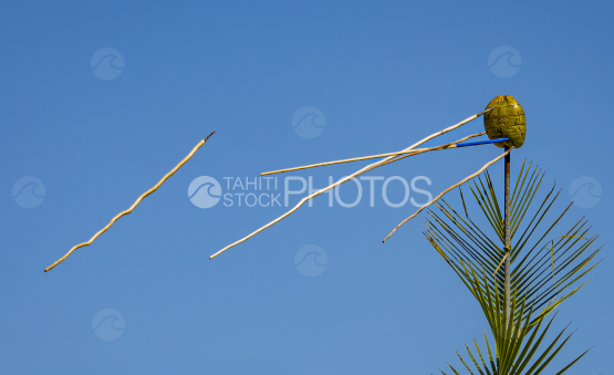 Anaa, javelin, atoll, polynesia, Tahiti