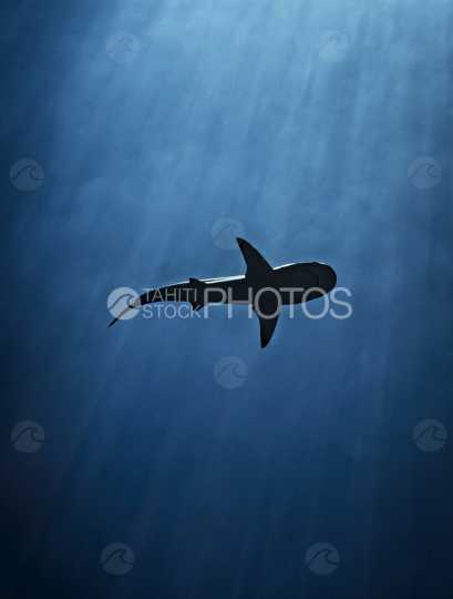 Shark, Grey shark, Ocean, French Polynesia, Tahiti
