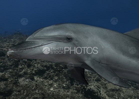 Rangiroa, dolphin, polynesia, Tahiti