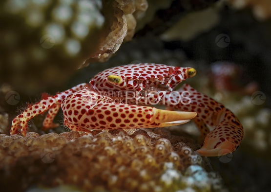 Porcelain crab, Neopetrolisthes maculatus, polynesia, 