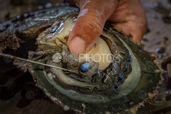 Fakarava, pearl farm, Ocean, French Polynesia, Tahiti, pearl oyster