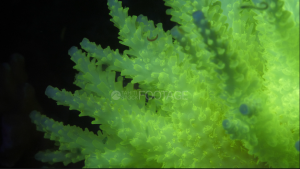 corail fluorescent, lumière ultraviolet