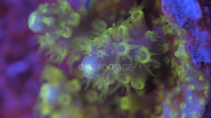 corail fluorescent, lumière ultraviolet