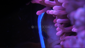 anémone de mer fluorescente et poisson clown, lumière ultraviolet