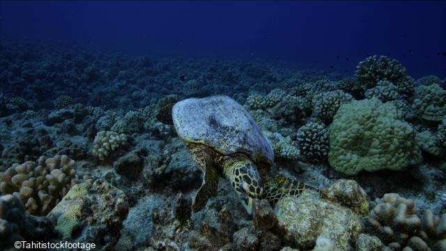 Récif corallien des Tuamotu