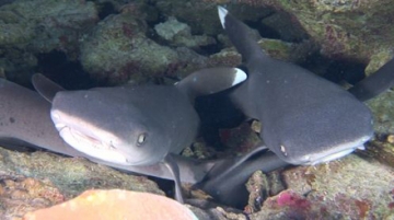 White Tip Sharks