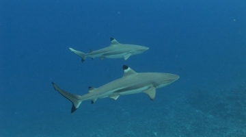 Black Tip Sharks