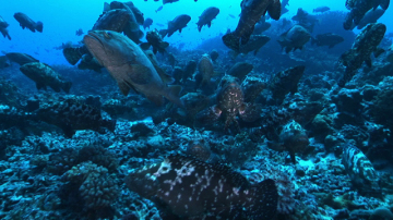 Marbled Groupers