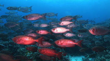 Big Eyes Crescent Tail