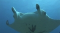 Manta Rays