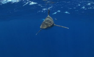 Oceanic Sharks