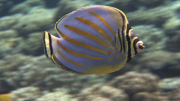 Butterfly Fish