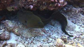 Moray Eel
