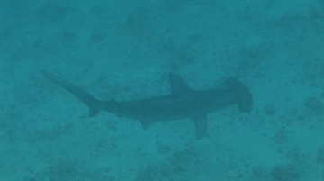 Hammerhead