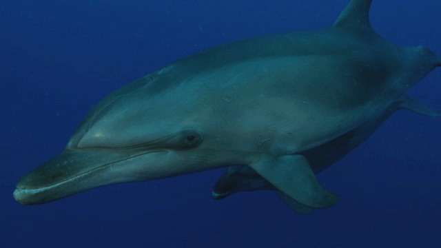 Tahiti Stock Footage: Dolphins