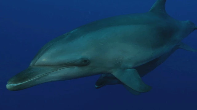 Tahiti Stock Footage: Dolphins
