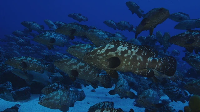 Tahiti Stock Footage: Groupers Footage Collection