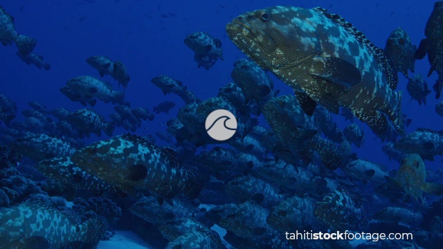 Groupers stock footage